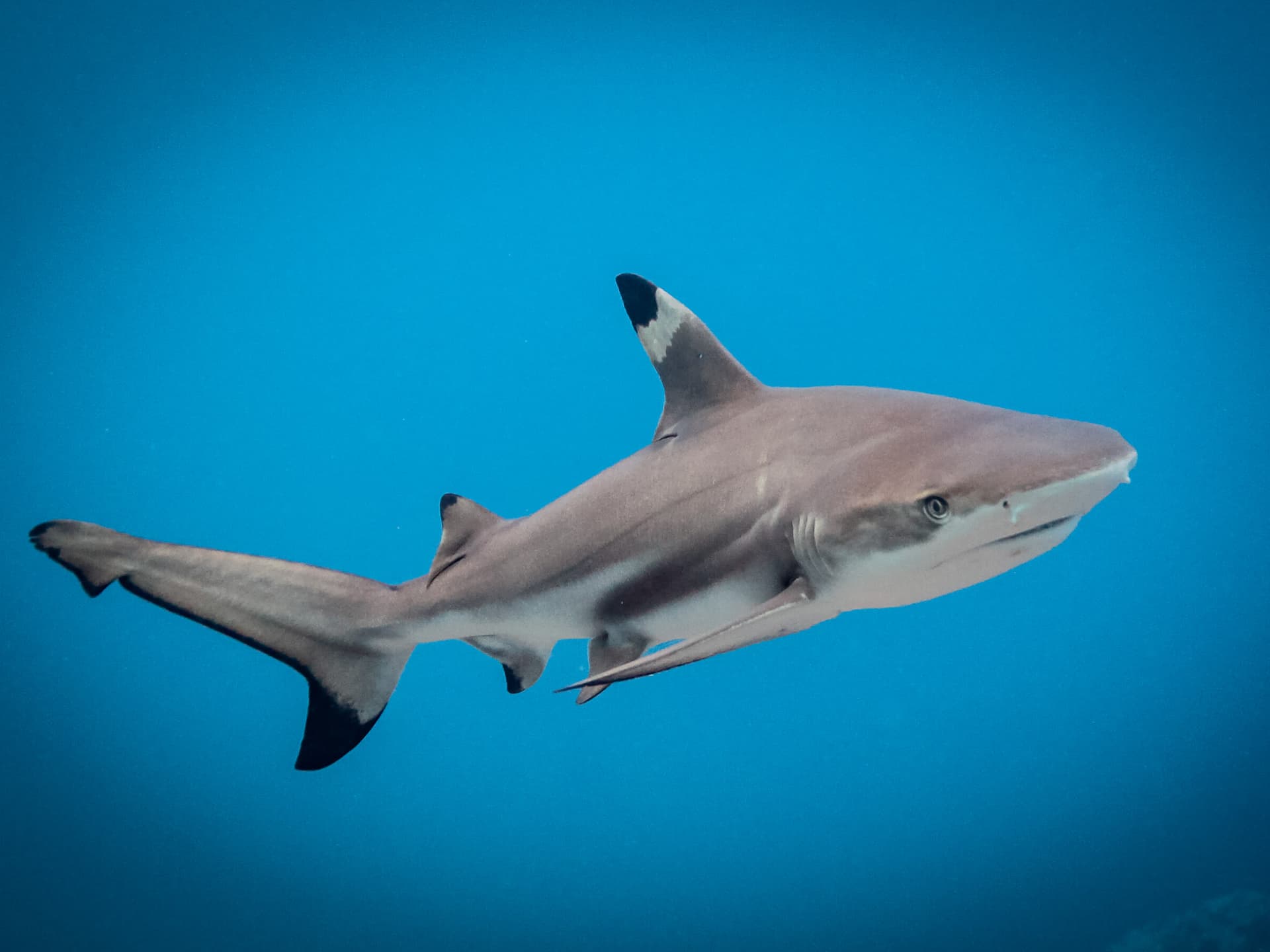 Blacktip Reef Sharks Thriving at Maya Bay